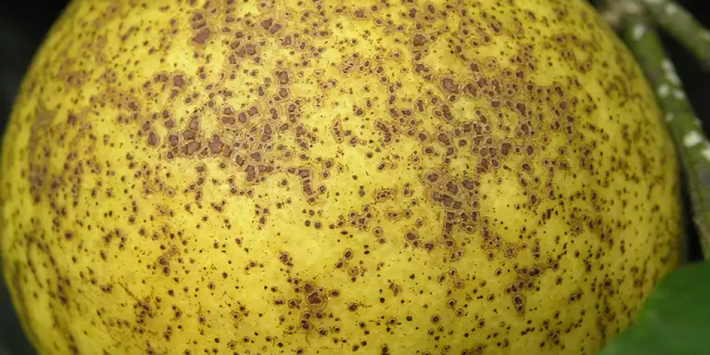 Melanosis on lemon - the world of plants