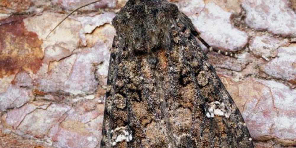 Cabbage moth - the world of plants