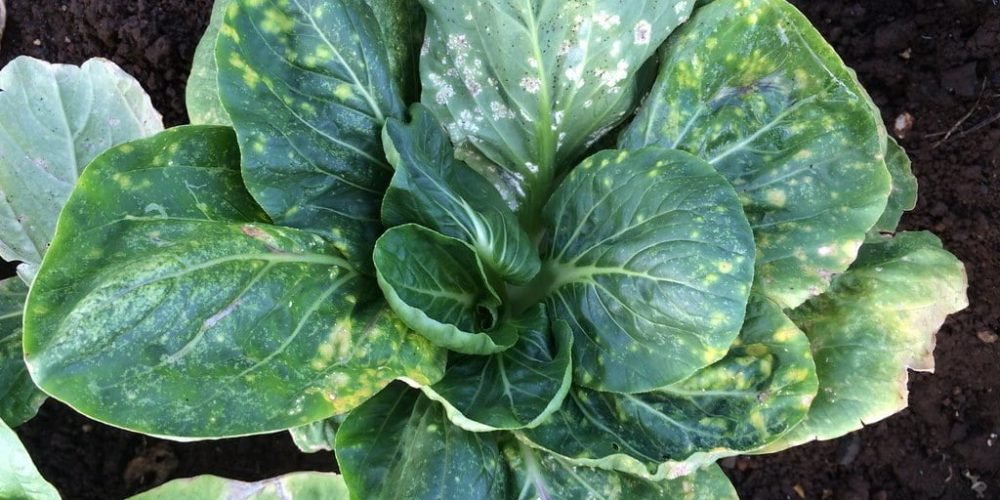 White cabbage rust - the world of plants