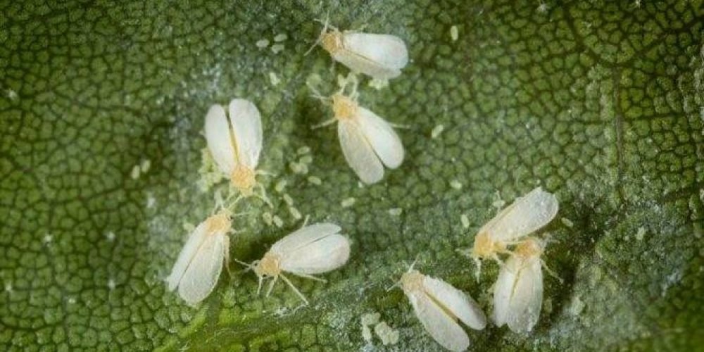 Small cabbage fly - the world of plants