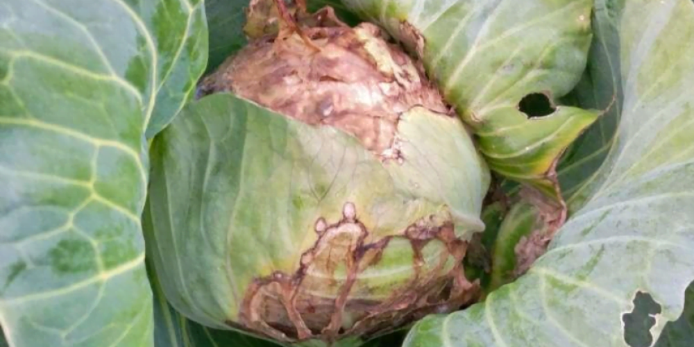 Soft rot on cabbage - Plant World