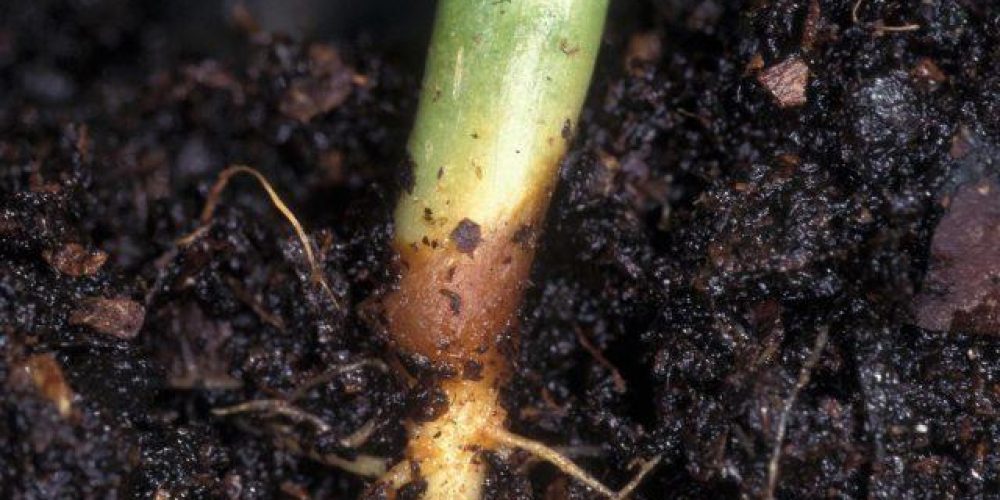 Blackleg disease - the world of plants