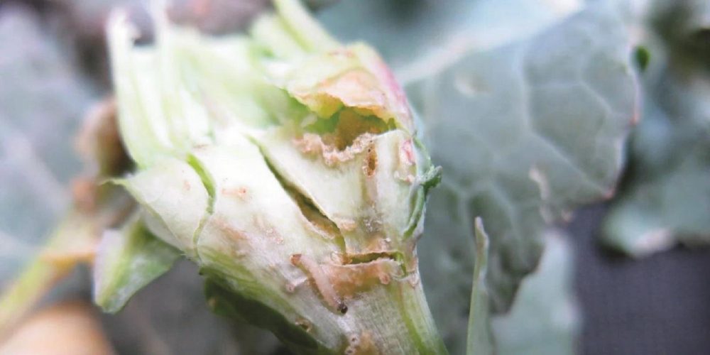 Cabbage fla beetle - the world of plants