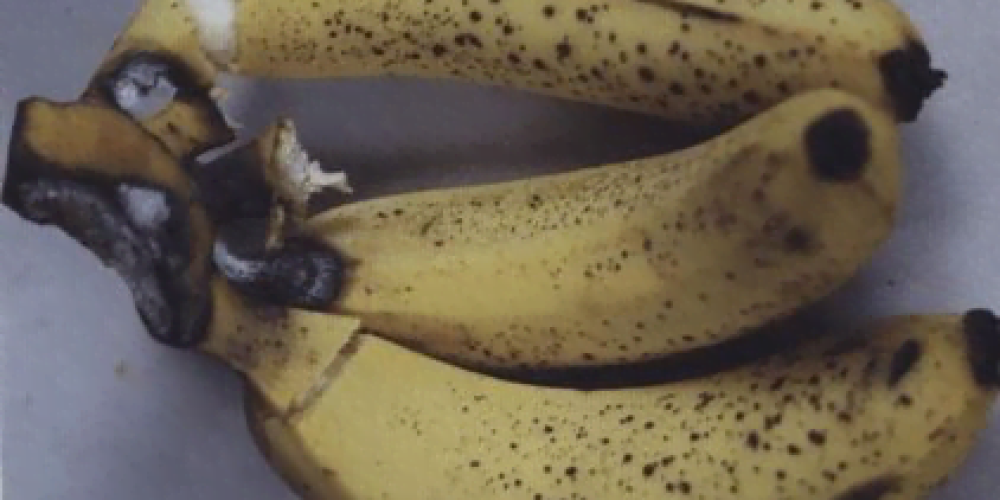 Symptoms of banana crown rot - Plant World