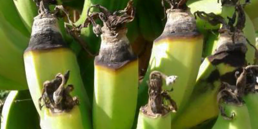 مرض عفن طفية السيجار في الموز - عالم النباتات