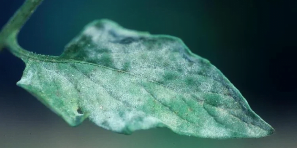 Powdery mildew - the world of plants