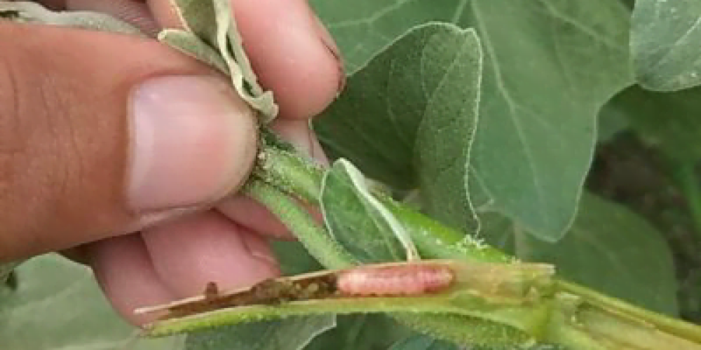 Eggplant shoot and fruit borer - Plant World