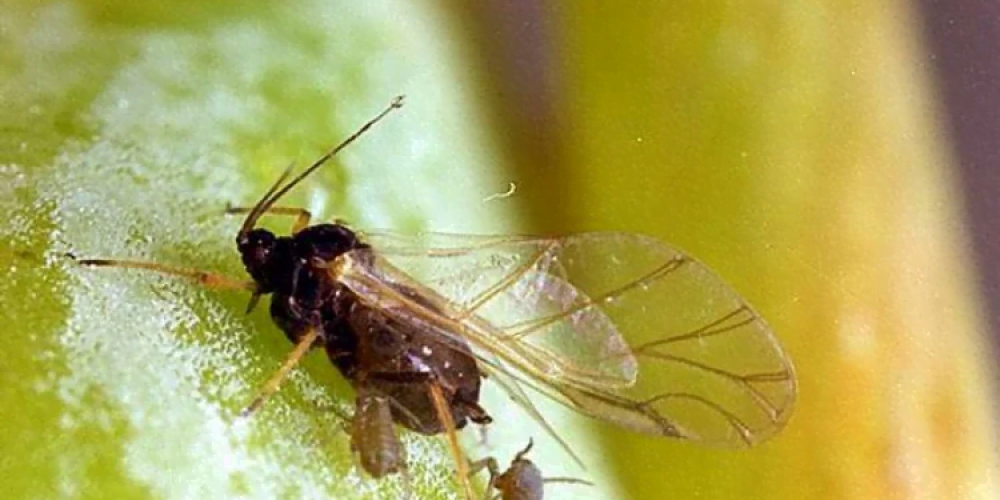 Aphid - the world of plants