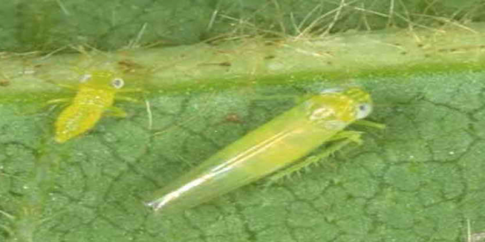 Jassid insect (leafhoppers) - the world of plants