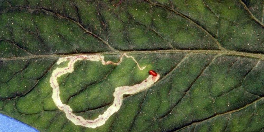حشرة صانعات الانفاق : Leaf miner - عالم النباتات
