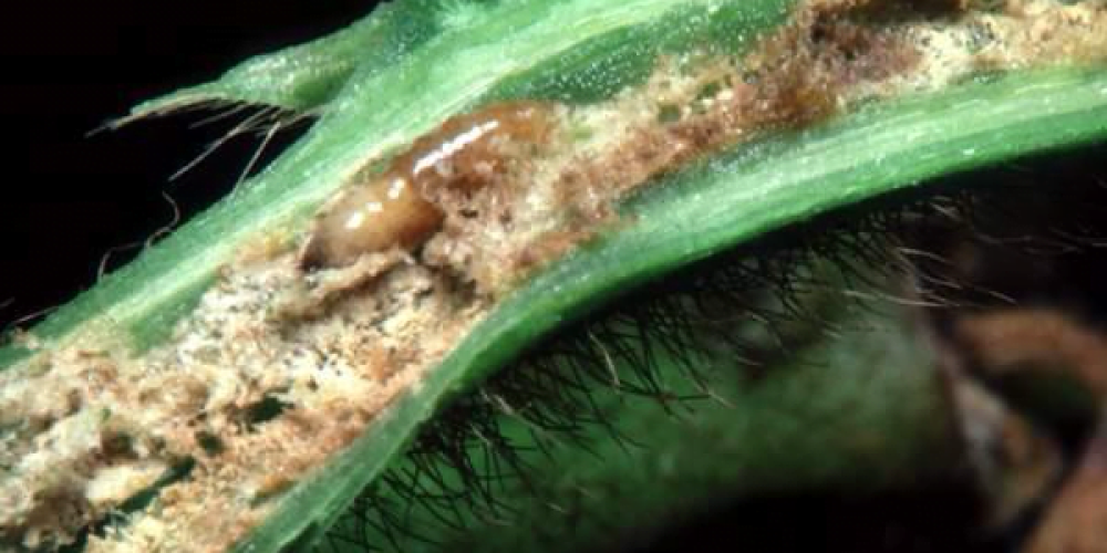 حشرة حفار ساق الباذنجان:eggplant stem borer Euzophora Treit. - عالم النباتات