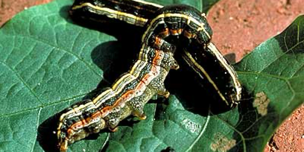 حشرة الدودة القارضة: Agrotis ipsilon Rott. Cutworm - عالم النباتات