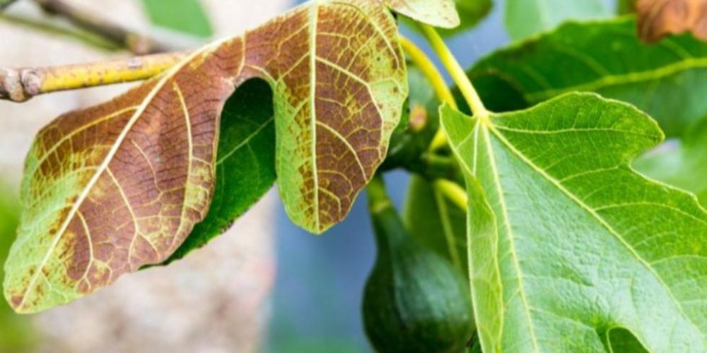 Fig tree drying out - the world of plants