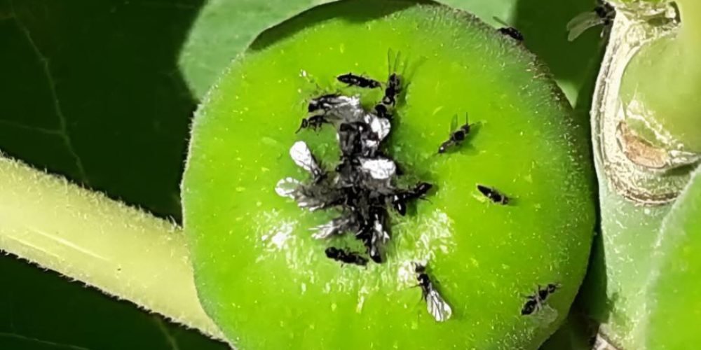 ذبابة ثمار التين السوداء - عالم النباتات