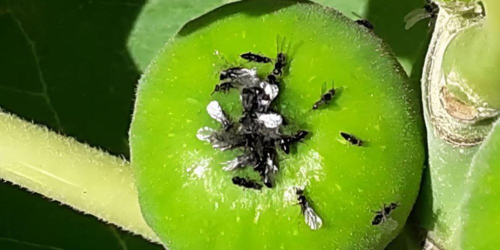 Black fig fruit fly - the world of plants