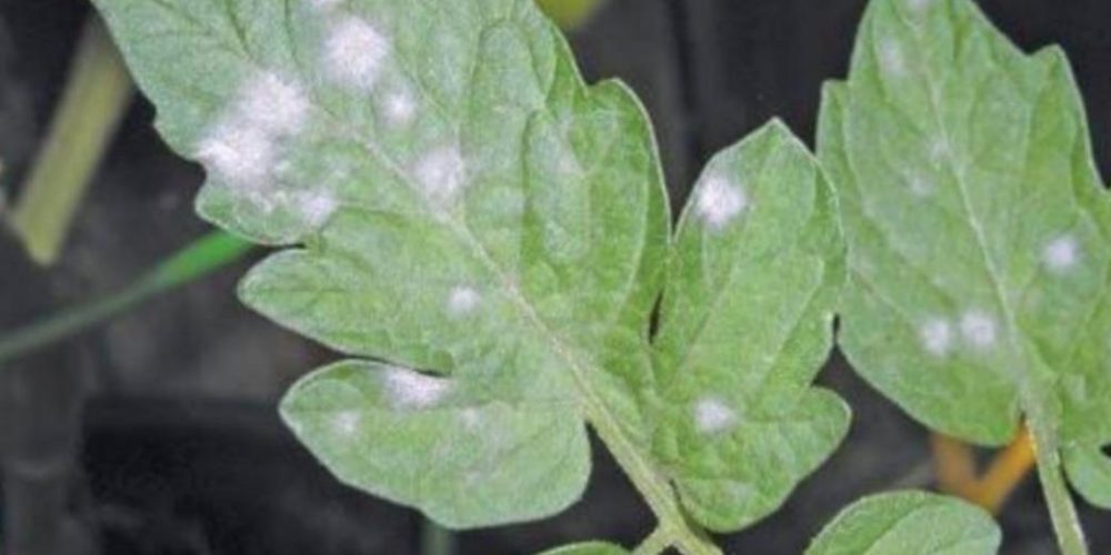 Powdery mildew (Oidium) on tomatoes - Plant World