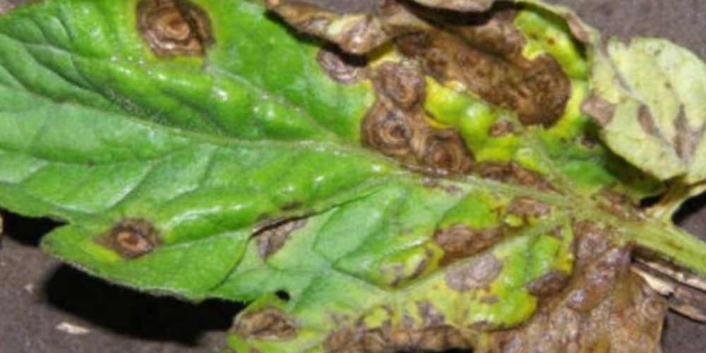 Early blight (Alternaria) of tomatoes - Plant World