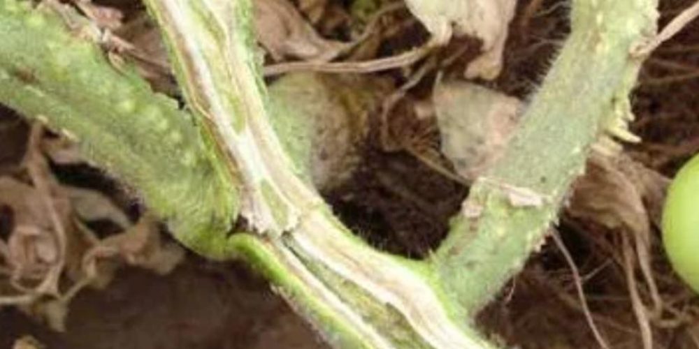 مرض الذبول البكتيري على الطماطم Bacterial Wilt - عالم النباتات