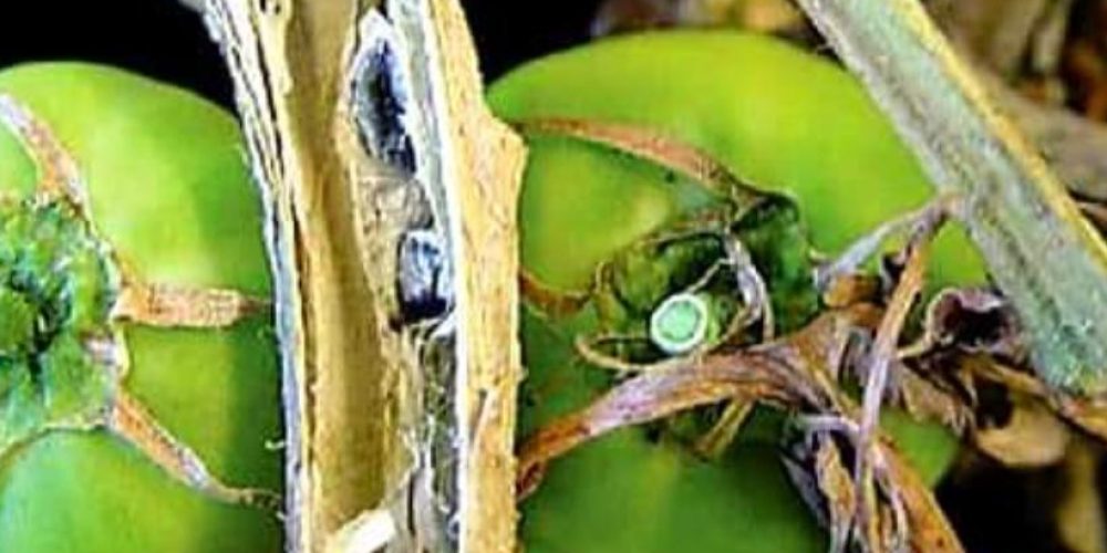 White rot disease in tomatoes - World of Plants