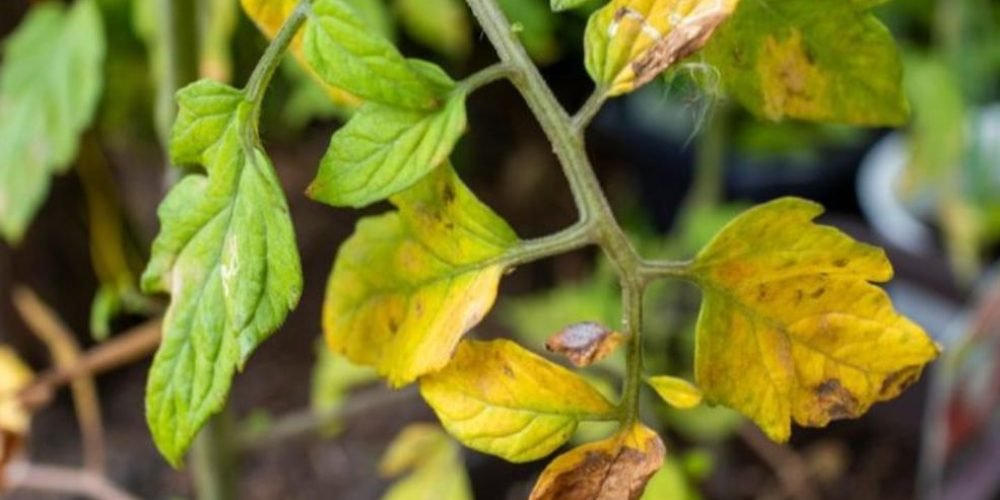 Yellowing of tomato leaves - the world of plants