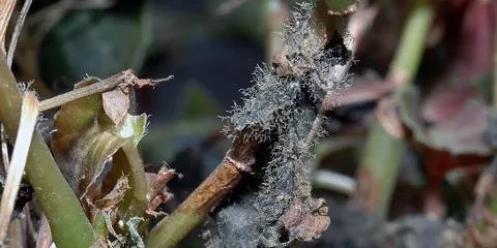 عفن البوتريتس (العفن الرمادي) - عالم النباتات
