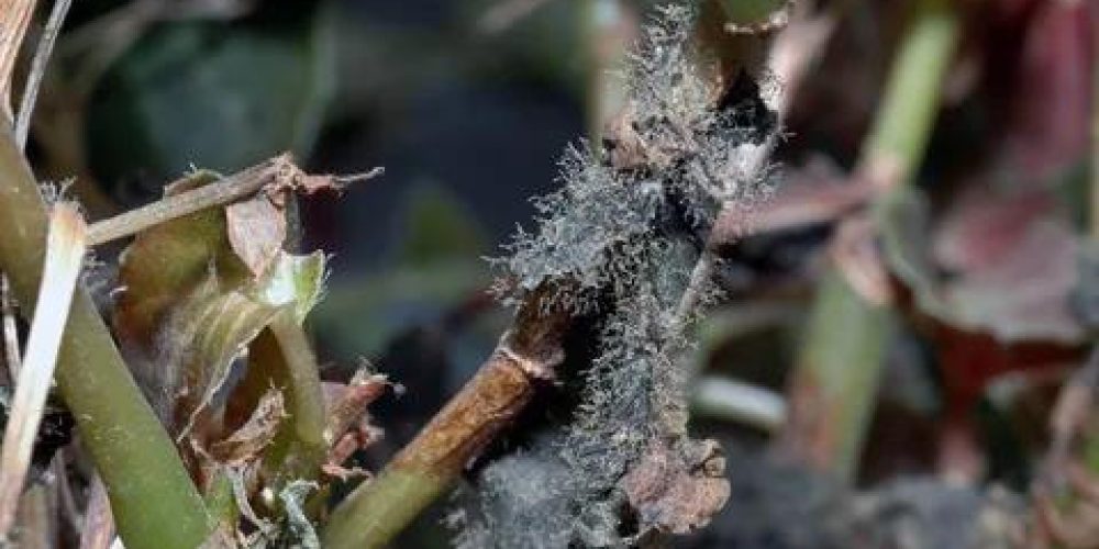 Botrytis mold (gray mold) - the world of plants