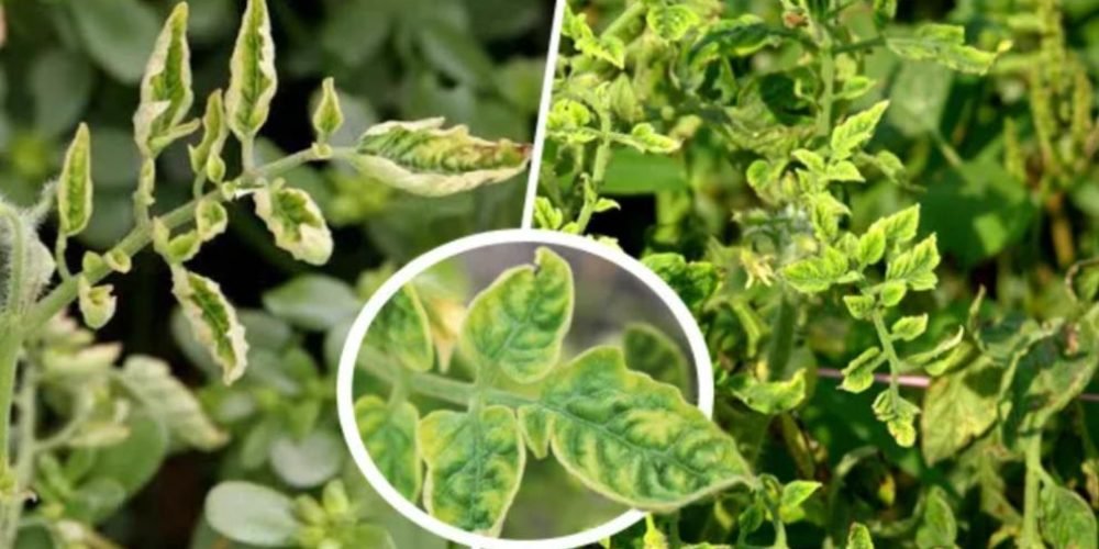 Tomato leaf curl disease - Plant World