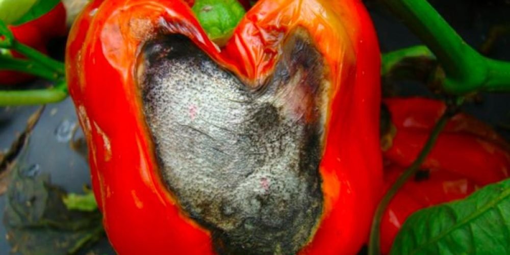 Gray mold in pepper - the world of plants