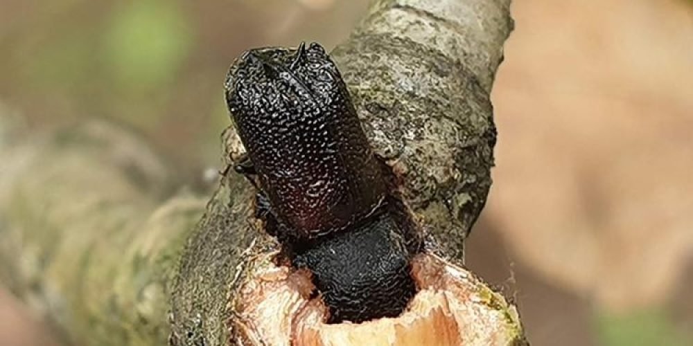Toothed Wood Borer - Plant World