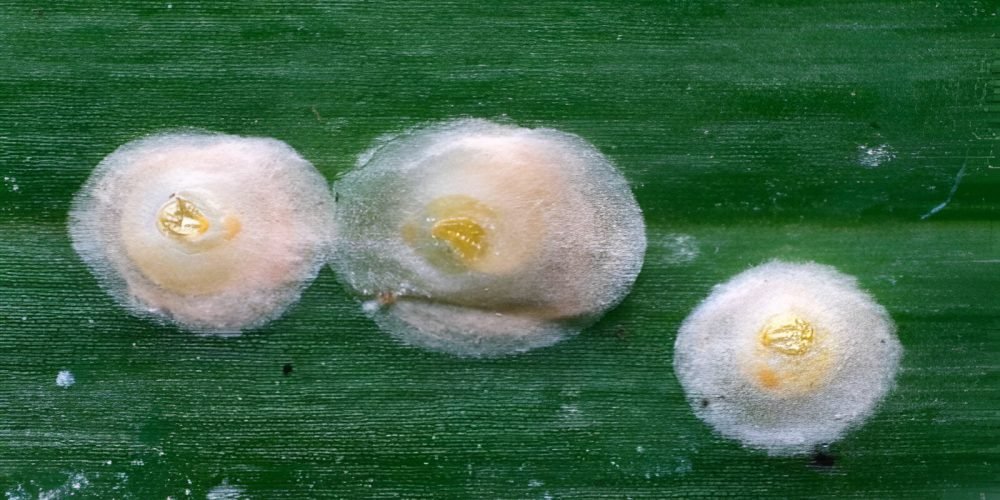 The scale insect - the world of plants