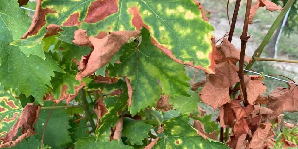 Grape alaska disease - plant world
