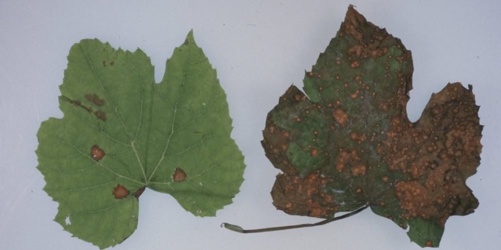 Black mold in grapes - the world of plants