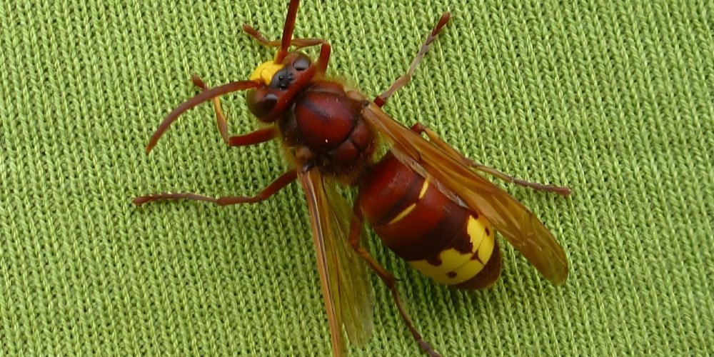 Eastern red hornet - the world of plants