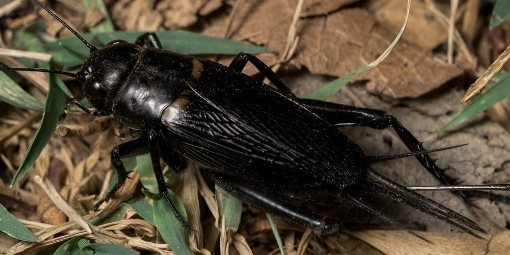 Two-spotted field cockroach - plant world