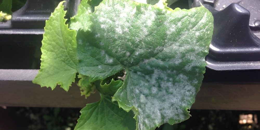 Powdery mildew on cucurbits - Plant World