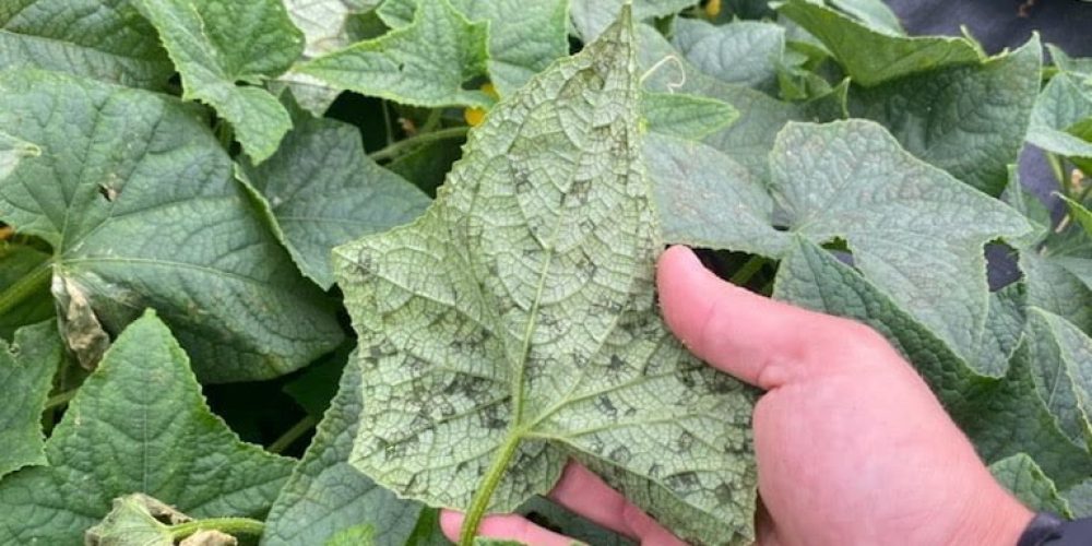 Downy mildew on cucurbits - Plant World