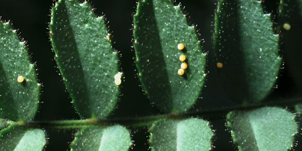 American bollworm - the world of plants