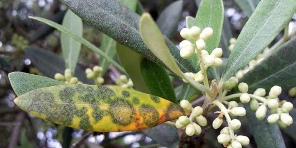 صورة لنبات يعاني من مرض تبقع أوراق الزيتون