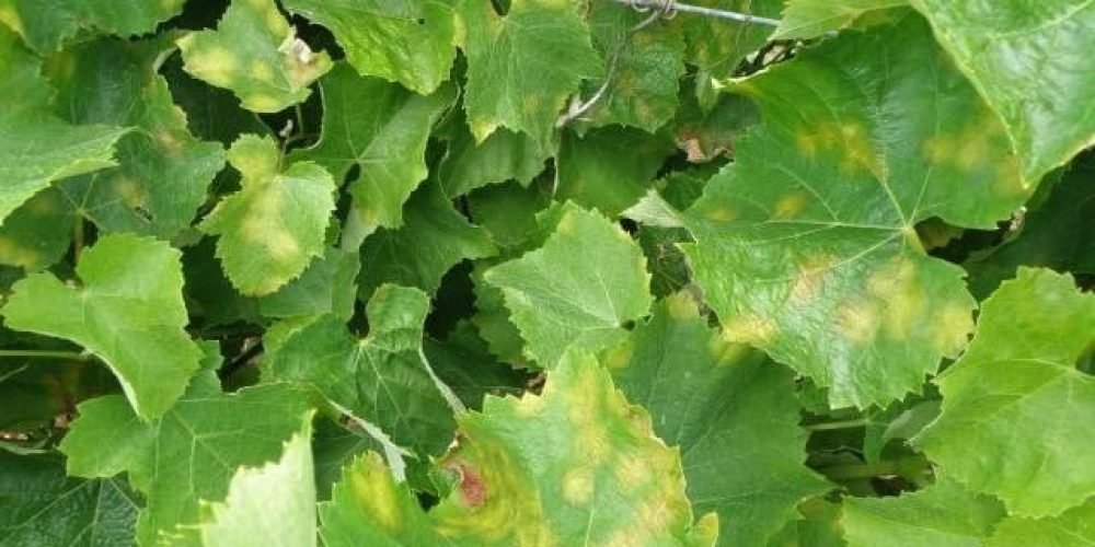 صورة لنبات ورق العنب يعاني من مرض البياض الزغبي