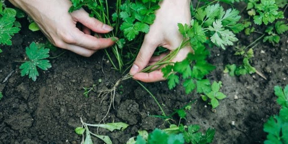 Picture of a person holding a parsley plant in his hand