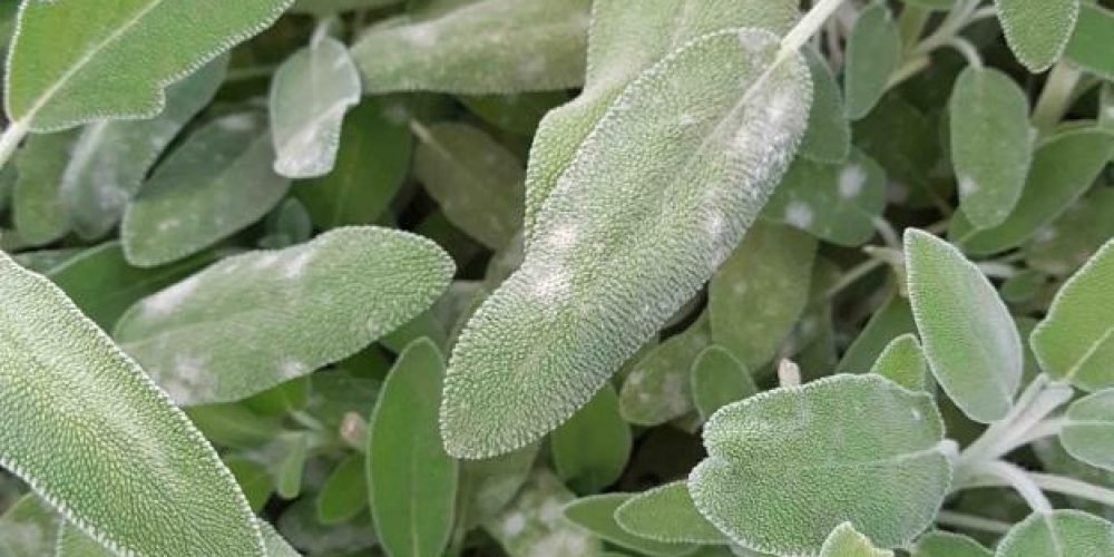 A picture of the leaves of a sage plant suffering from powdery mildew