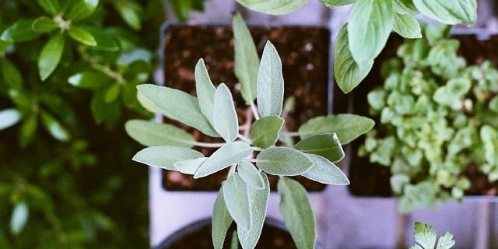 A picture of a sage plant - the world of plants