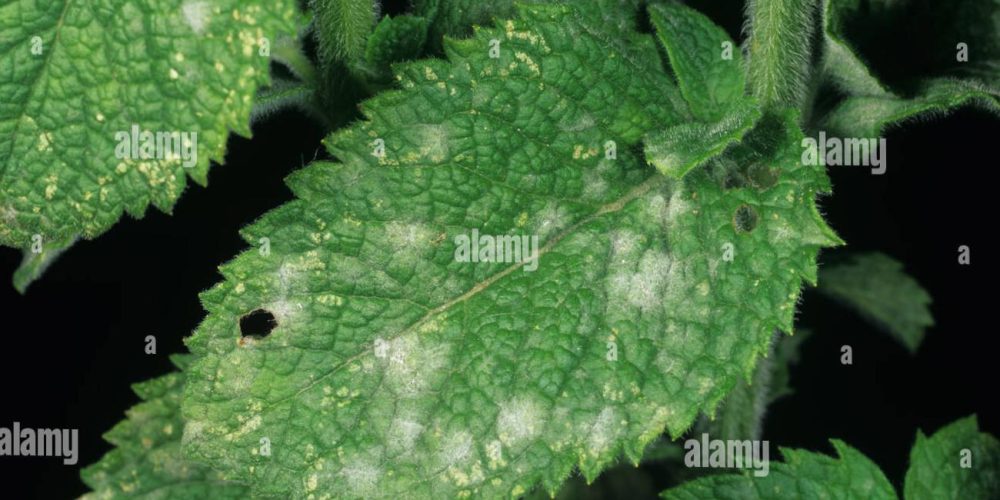 Photo of mint leaves suffering from powdery mildew in mint