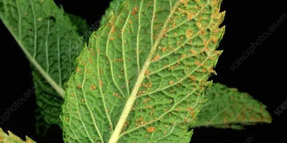 Picture of leaves suffering from mint rust