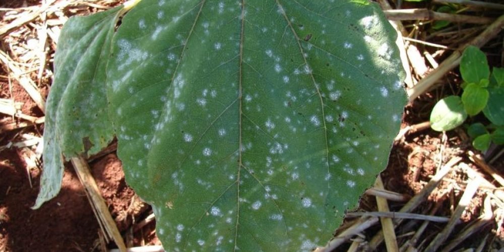 A picture of a leaf suffering from powdery mildew in a sunflower