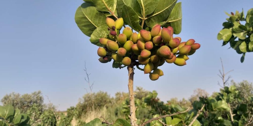 A picture of a pistachio plant - Plant World