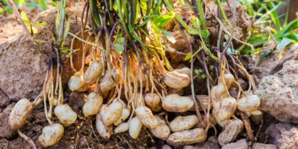 Picture of a peanut plant