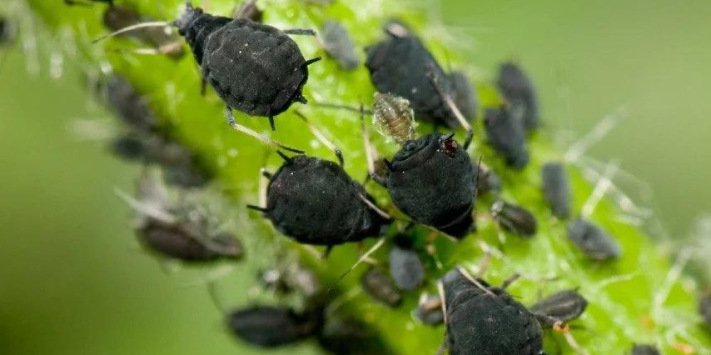 Picture of a black cinnamon aphid