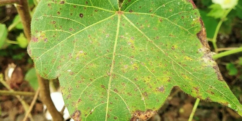 صورة لورقة نبات تعاني من اللفحة البكتيرية في القطن