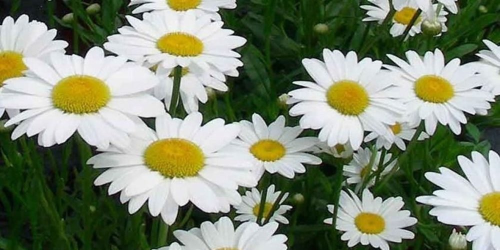 Picture of a daisy flower